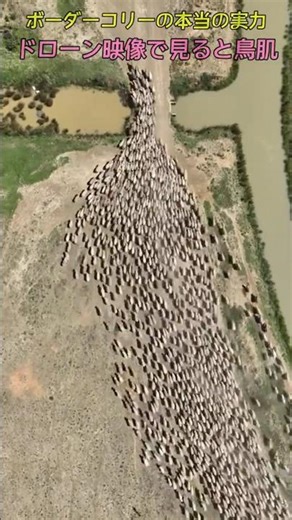 The true power of Border Collies: See it in drone footage will give you goosebumps.