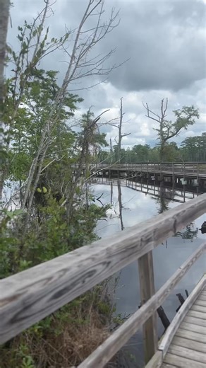 ✨Discover the Fenwick‑Hollowell Wetlands Trail —a peaceful half‑mile loop along the Pasquotank River. 🌿 Keep an eye out for herons, turtles, songbirds, and even beaver dams tucked among cypress trees draped in Spanish moss. It’s part of the Kids in Parks TRACK Trails, making it a great low-cost outing for families. Easy, educational, and utterly relaxing🥾💚 #visitelizabethcity #visitec #albemarlesound | Visit Elizabeth City, NC