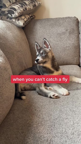 husky puppy argues with a fly 🤣