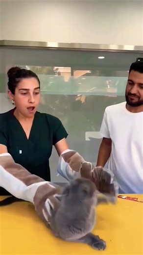 Angry Cats vs. Veterinarians: The Ultimate Showdown! 😼