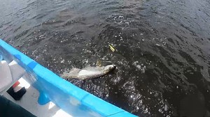 Pesca de Sábalos en Yucatán Video completo: https://www.youtube.com/watch?v=uJP8c4m4uwk&t=1144s | Mexangler