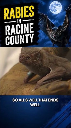 Racine County bat rabies case confirmed; safety measures to follow
