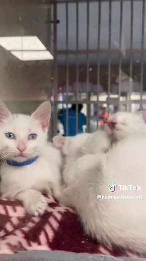 Kitten Season Needs: Supplies for Shelter Kittens