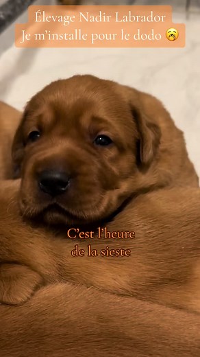 L’élevage de Labradors Retrievers, Nadir labrador, a de magnifiques chiots de couleurs redfox. Voici un beau petit chiot de 3 semaines qui s’installe pour son dodo 😴. #nadirlabrador #eleveurlabradorretriever #labradorretriever #eleveurcanin #labradorbreeder #labradorjaune #labradorredfox