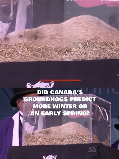 Wiarton Willie has predicted an early spring. The prognosticating groundhog did not see his shadow and an early spring has been declared. According to legend, there will be six more weeks of winter if a groundhog sees their shadow, and an early spring if they don’t. #cp24 #cp24news #canada #toronto #gta