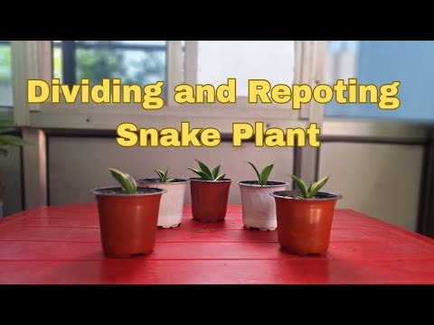 How to divide and repot Snake Plant/Snake plant propagation #snakeplantcare #indoorplants