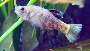 Conservation Zoos Step Up In Bid to Save This Tiny Fish From Extinction