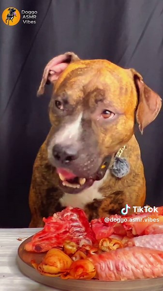 Doggo ASMR Vibes TikTok'ta