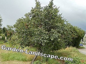 Lifestyle: Popular plum varieties in Germany - plum types | 2025