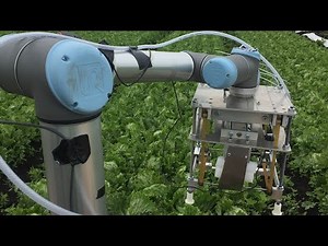 Robot uses machine learning to harvest lettuce