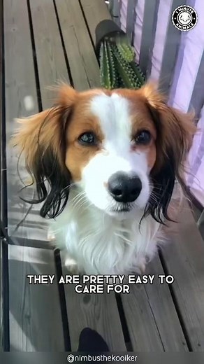 Nederlandse Kooikerhondje 🐶 The Rare Duck-Hunting Dogs!