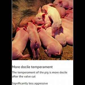 Pig Castration Rack, Operation Simple Convenient, Stainless Steel Material Durable, Reusable Double Hook Hanging Pig Castration Frame for Pig Farm Castrating Piglets
