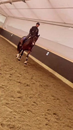 3.7K views · 81 reactions | Varied training is important AND fun朗 This is our young dressage horse CA’s Rav❤️ She is so sweet, beautiful and wise❤️ | Schilbred Dressage | Facebook