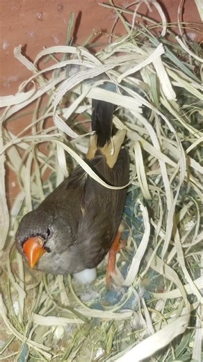 Mutation Finch pair laying down eggs🥚🥚