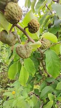 cherimoya plant natural pollination