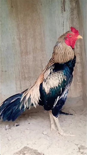 ⚔️ Aseel Rooster Fight – Power & Pride! 🐓 #shorts