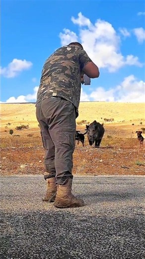 Une chasse au sanglier exceptionnelle en terrain découvert..#chasse #hunting #cinghiale #jabali