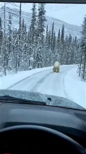 Save to Hammer on Instagram: "A roadside encounter turned into a life-saving mission! 🐻❄️ Watch as a mother polar bear leads the way to save her cub trapped in the snow. A reminder that heroics come in all forms. #AnimalRescue #natureisamazing"