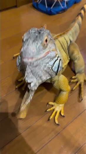 🦎 O Lagarto Mais Estiloso da Casa: Quando o Bicho Decide Posar