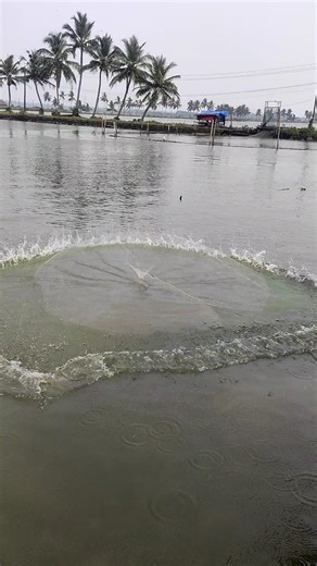 💥 best cast net fishing 💥 #shorts