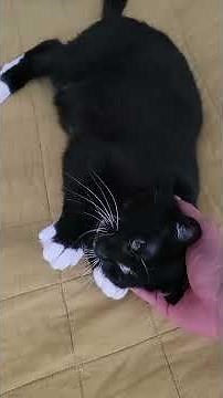 Gluey & Milo- When You Wake Up and Realize It’s Still Too Early to Move… Gluey Gets It 😴🐾