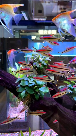 Der Rotstrich-Algenfresser, auch bekannt als Denisonbarbe oder Red Line Torpedo Barb, zählt zu den faszinierendsten Zierfischen der Aquaristik. Mit seinem eleganten Körperbau und der markanten roten Linie über dem schwarzen Längsband zieht er sofort alle Blicke auf sich. In Gruppen schwimmend wirkt er wie ein lebendiger Farbblitz im Aquarium. Dynamisch, friedlich und äußerst aktiv. #aquarium #fishtank #barb #barbe #aquariumfish #aquariumhobby #fyp #foryoupage #fürdich | Garnelio.de