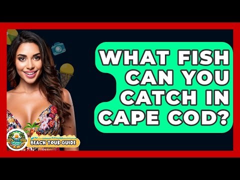 What Fish Can You Catch In Cape Cod? - Beach Tour Guide