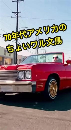 70年代アメリカのちょいワル文鳥 #文鳥 #おもしろ動画 #可愛い
