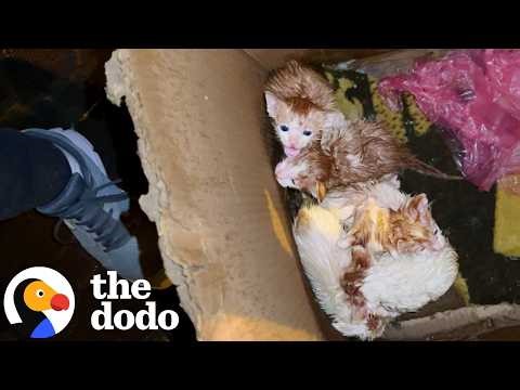 Kittens Dumped In The Rain Get Reunited With Their Mama | The Dodo