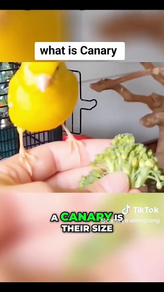 Are Canaries Good Pets? Pros and Cons Explained