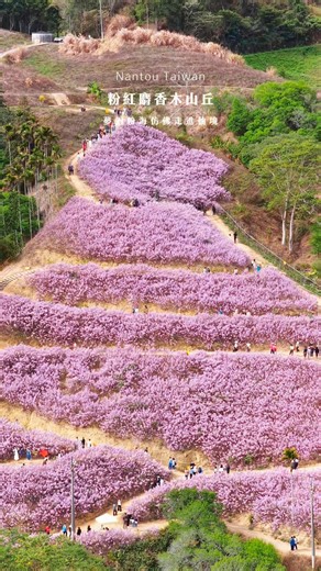 粉色仙境 降臨山林 ｜ 南投。九尖茶廠Nantou ,