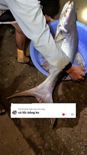 Câu Cá Lóc Bông Tại Sông Bé Bình Phước