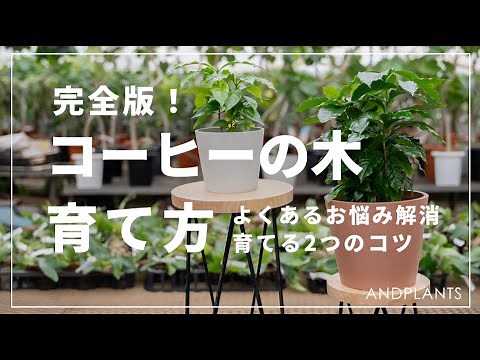 【完全版】コーヒーの木の育て方を植物バイヤーが語る｜日当たり、温度、良くあるご相談も解決◎