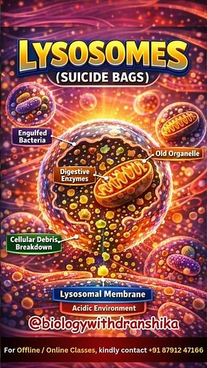 Lysosomes the cell’s tiny cleanup crew—digesting waste and recycling life! #lysosome #cellbiology