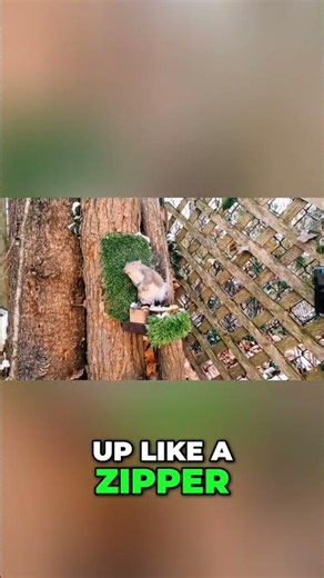 The Ultimate Squirrel Population Control Challenge!