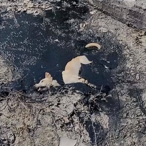 119K views · 4.4K reactions | “Cette chienne n’avait aucun moyen de...