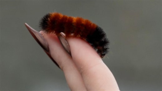 How these woolly worms are on winter weather watch