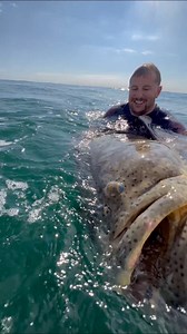 2.1M views · 31K reactions | Dropping Small Baits For MASSIVE Fish! #fishing #fish #bait #grouper #massive | Ryan Iz Fishing | Facebook