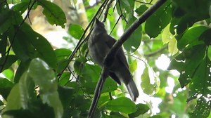 Screaming Piha calling (Lipaugus vociferans) Amazon, Mata Atlântica, South America. | BIRDS & Nature