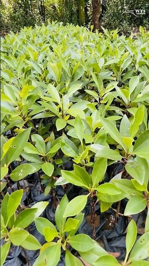 From tiny seeds to thriving #mangrove trees!