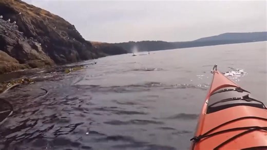 Not our footage (San Juan Island) but we just had to share as we have had many fabulous experiences on the kayaks, but none as close as this. It is hard to put into words how special these encounters are. @followers #WildlifeAdventuresNEVI #orcas #orca #SouthernResidentOrcas #kayaking #kayak #kayakingadventures | Wildlife Adventures, North East Vancouver Island