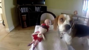 35K views · 1.8K reactions | Ahh those memories <3 Beagle Charlie knows how to prepare baby Laura for nap time, so he brings her a blanket and tucks her in the cutest way More videos here: https://www.youtube.com/channel/UCXNUqOjGHwT-Fl2G-KdJgIw | Charlie the beagle and Laura Olivia | Facebook