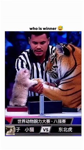 PAWS AND TOTS ✨ on Instagram: "This unbelievable 8-second video captures a high-stakes arm-wrestling match between a tiny kitten and a massive Siberian tiger. In a shocking turn of events, the kitten pins the tiger’s paw, leading to a roar of victory and leaving the tiger—and the referee—stunned. This "Underdog vs. Apex" moment is the ultimate display of feline ferocity."