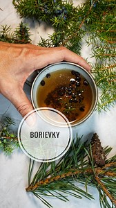 Borievka (cz. Jalovec) v každom rohu, ticho a krása prírody. 🌲✨ #borievka #priroda #relax #ticho #krasa #travenie #zima #zdravie #bylinky #rastliny #prirodne #čaj #jalovec | Divoká strava