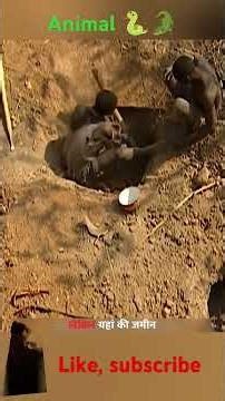 A python was captured after a live human was used as bait 😲