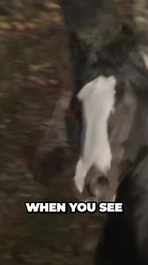 28K views · 1.9K reactions | Gypsy Vanners are so magical | Horses Are Beautiful | Facebook