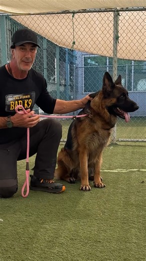 Adopted Today 11-12-25 Meet Macho A2218974. He’s an awesome purebred long-haired German Shepherd at the West LA shelter. What I really liked about him with that he’s relatively low energy. He’s a little bit aloof when he first meet you, but warms up nicely. From the volunteer notes I found out he walks well on a leash and doesn’t engage with other dogs. I found him easy to handle, he takes treats nicely. He definitely needs some love, a bath, and would really love some training at a home to call