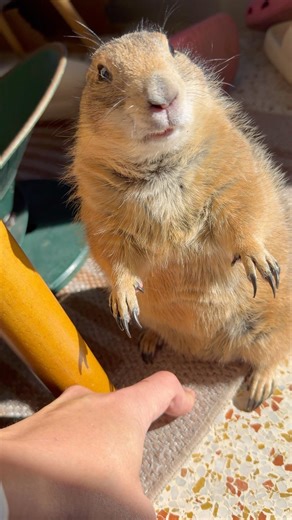 Poppy preens me to bond, groom, and remind me I belong to her 😅❤️🥰