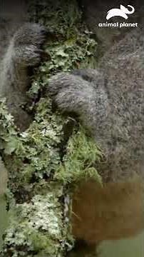 El koala, una especie marsupial