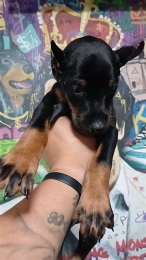 2 Black Rust Male's in the litter 1st pick reserved so I have 1 black rust male available rehomeing date September 21st | Bloor Street Breeder